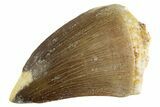 Fossil Mosasaur (Thalassotitan) Tooth - Morocco #345089-1